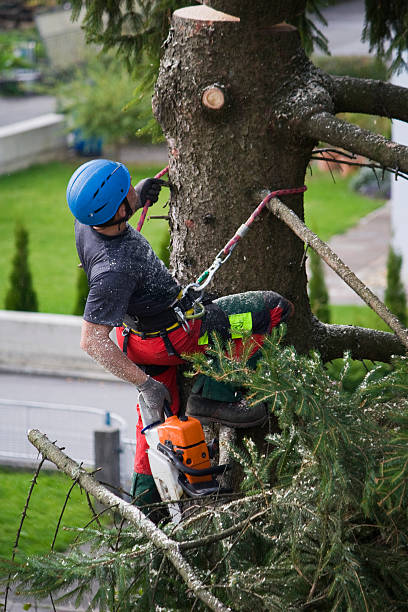 Best Commercial Tree Services  in Dale, PA