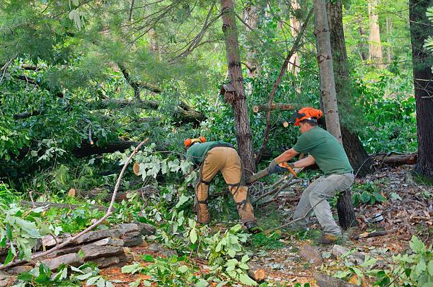 Best Root Management and Removal  in Dale, PA